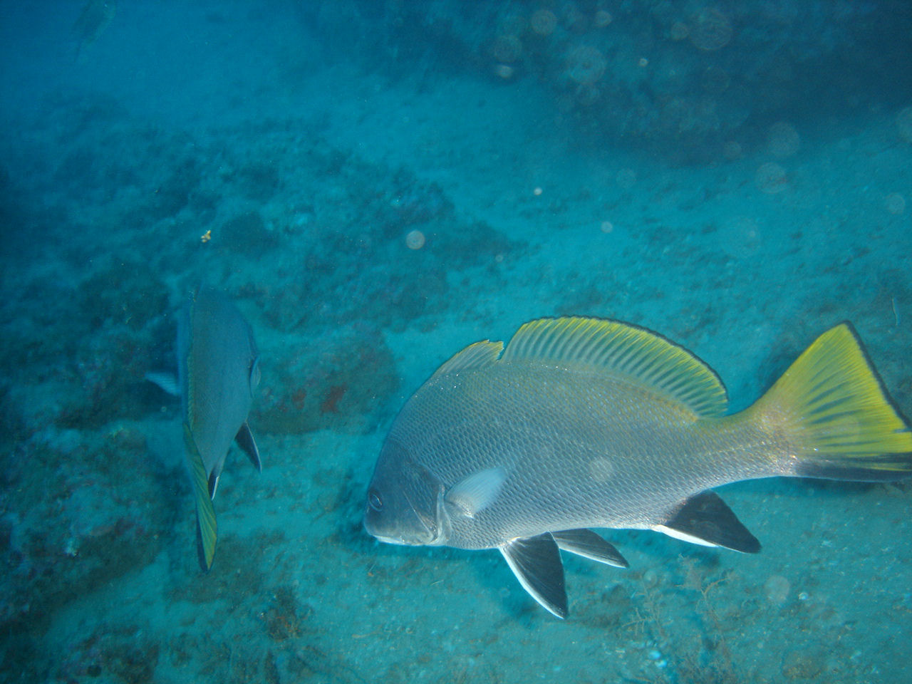 Sciaena umbra (Corvina)